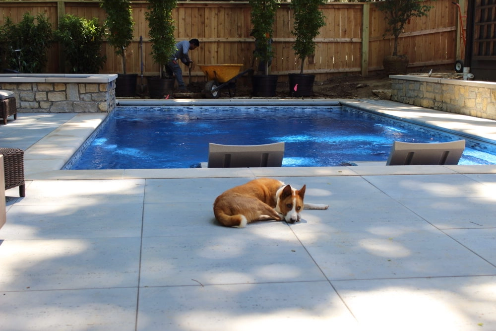 Can-My-Dog-Swim-in-My-Fiberglass-Pool.webp Is it OK to Let Dogs Swim in Swimming Pools?